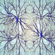 Neurons