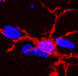 Cellimmunology